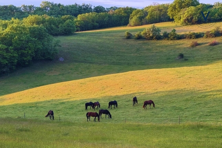 Photos 15 - Équestre - Propriété d’exception où le cheval est au cœur de la vie quotidienne proche de TOURNON D'AGENAIS (47)