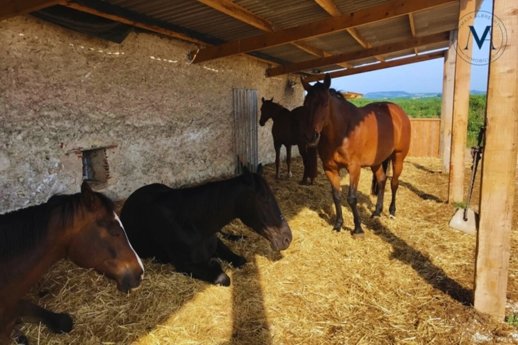 Photos 18 - Équestre - Propriété d’exception où le cheval est au cœur de la vie quotidienne proche de TOURNON D'AGENAIS (47)