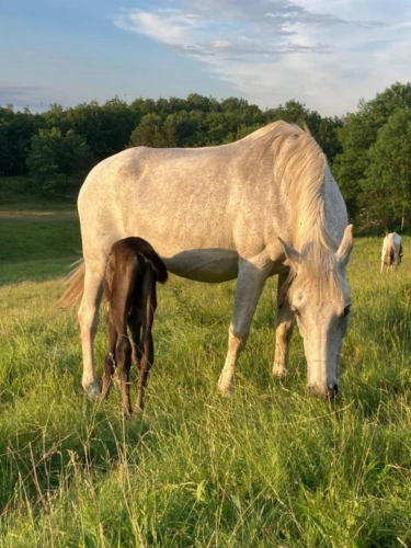 Photos 5 - Agricole - Domaine