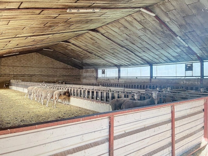 Photos 4 - Agricole - Ovins / Caprins