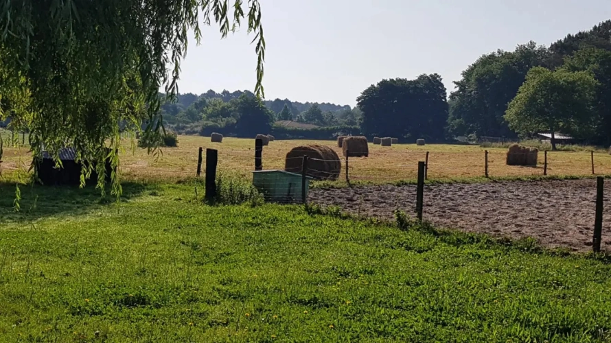Photos 15 - Equestrian - Propriété équestre à fort potentiel