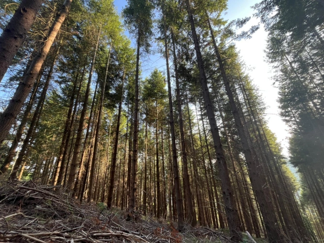 Photos 1 - Forestière - Massif forestier de 42 ha à proximité de l’A75 – Douglas et Pin noir adultes
