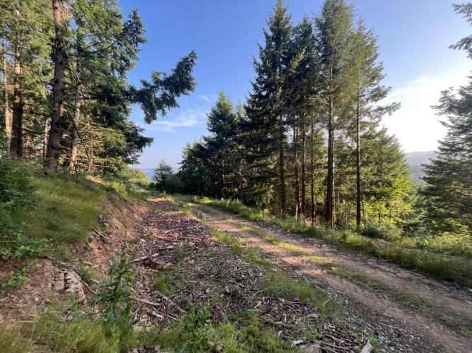 Photos 4 - Forestière - Massif forestier de 42 ha à proximité de l’A75 – Douglas et Pin noir adultes