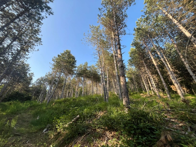 Photos 5 - Forestière - Massif forestier de 42 ha à proximité de l’A75 – Douglas et Pin noir adultes