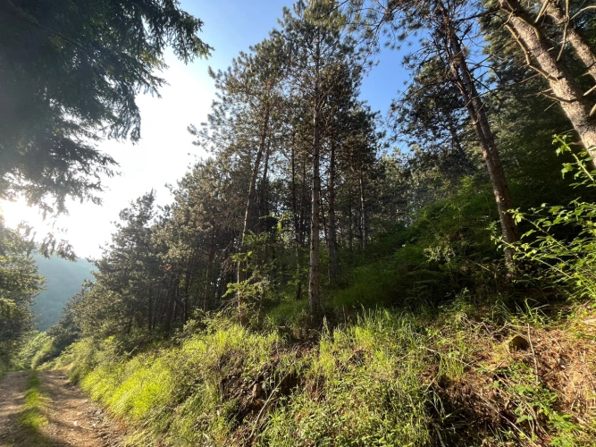 Photos 6 - Forestière - Massif forestier de 42 ha à proximité de l’A75 – Douglas et Pin noir adultes