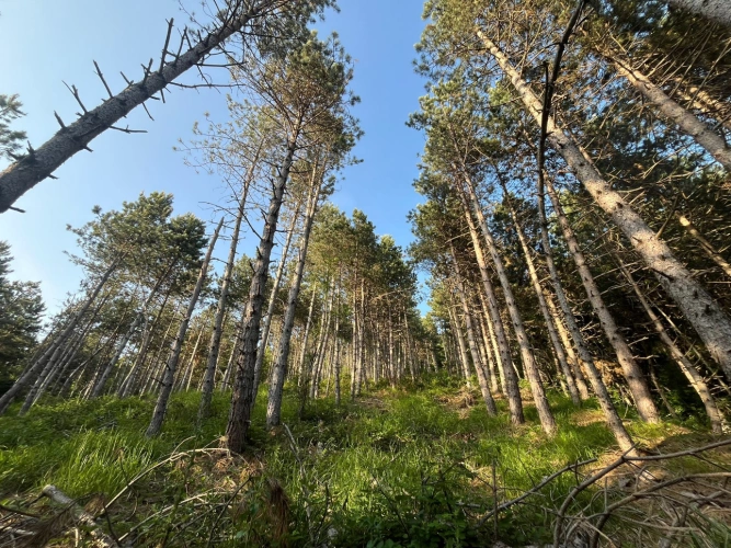 Photos 7 - Forestière - Massif forestier de 42 ha à proximité de l’A75 – Douglas et Pin noir adultes