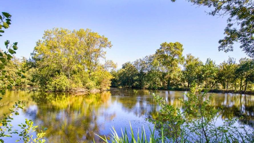 Photos 4 - Équestre - Propriété équestre d'exception en Haute-Garonne (31)