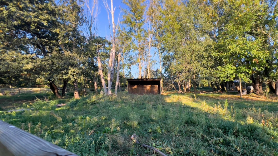 Photos 12 - Équestre - Propriété équestre d'exception en Haute-Garonne (31)