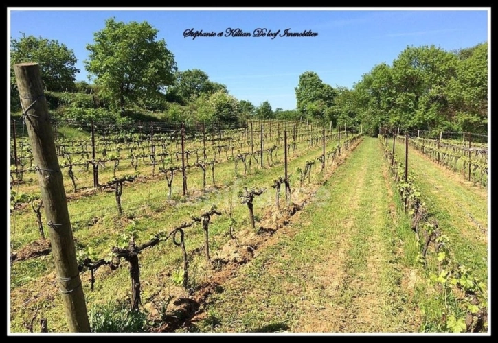 Photos 1 - Agricole - Terrain à vendre  ALIGNAN DU VENT (34)