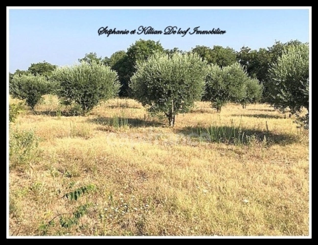 Photos 3 - Agricole - Terrain à vendre  ALIGNAN DU VENT (34)