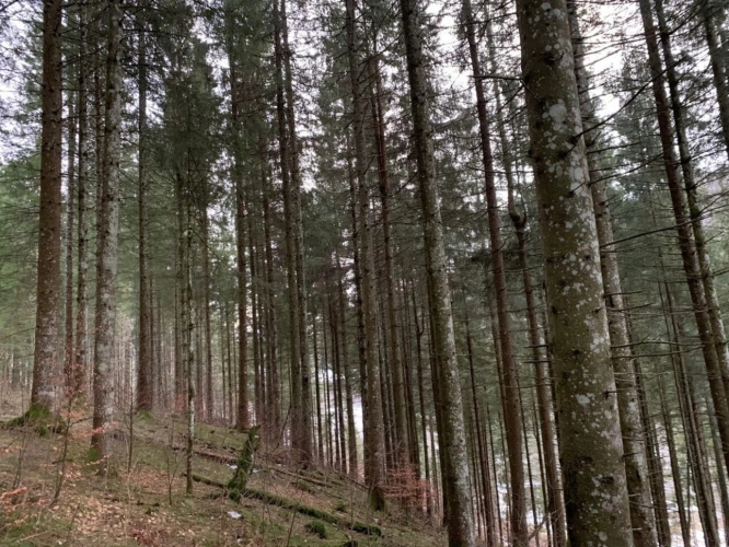 Photos 1 - Forestière - Parcelles de bois en Corrèze