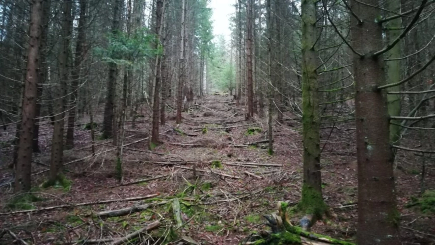Photos 2 - Forestière - Parcelles de bois en Corrèze
