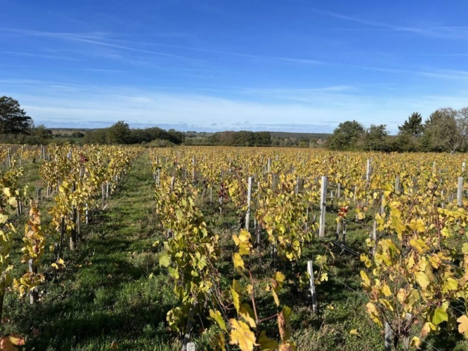 Photos 1 - Viticole - Parcelle AOC, plantée en vigne de production