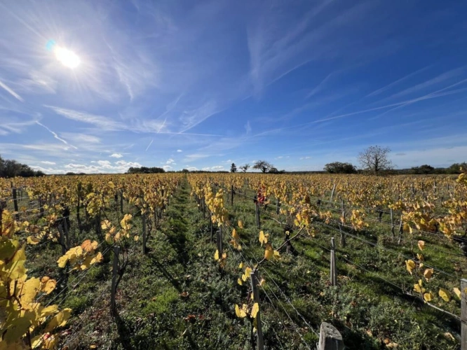 Photos 1 - Viticole - Parcelle de vignes en production en AOC