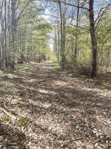 Photos 2 - Forestière - Massif forestier de 15 hectares