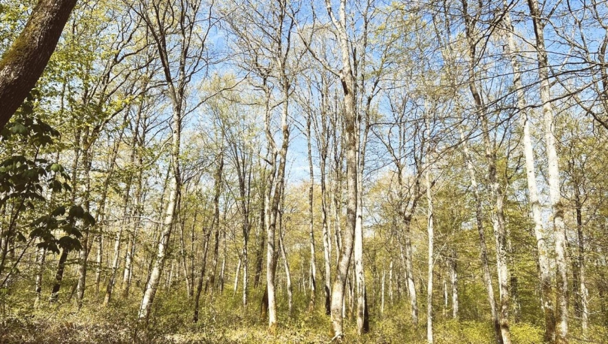Photos 3 - Forestière - Massif forestier de 15 hectares