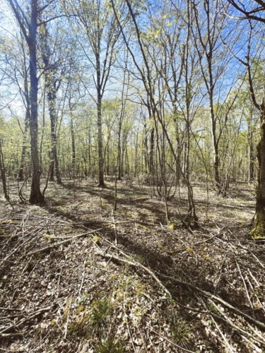 Photos 4 - Forestière - Massif forestier de 15 hectares