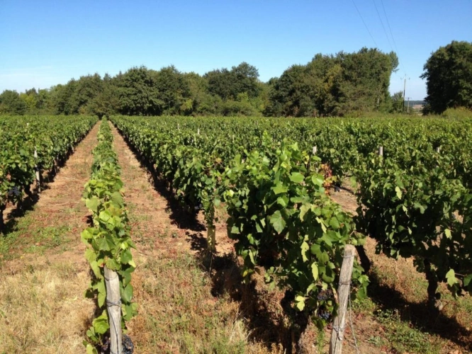Photos 2 - Viticole - Vignes en production AOC Chateaumeillant