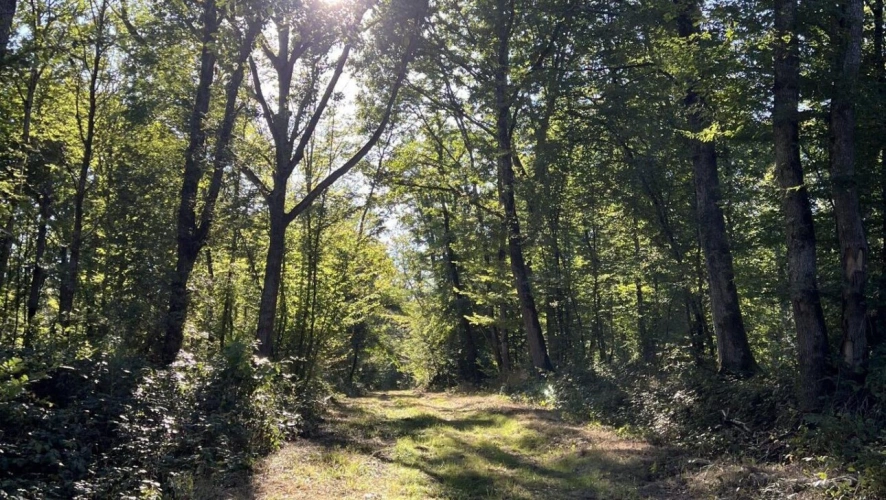 Photos 3 - Foncière - Propriété mixte agricole et forestière de 18ha