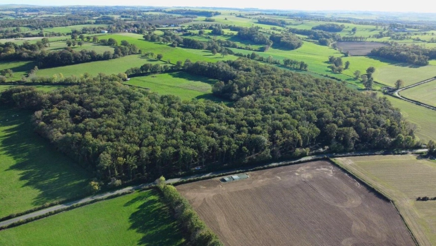 Photos 1 - Forestière - Futaie de chênes sur 14ha