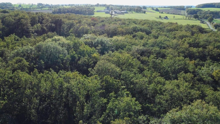 Photos 3 - Forestière - Futaie de chênes sur 14ha