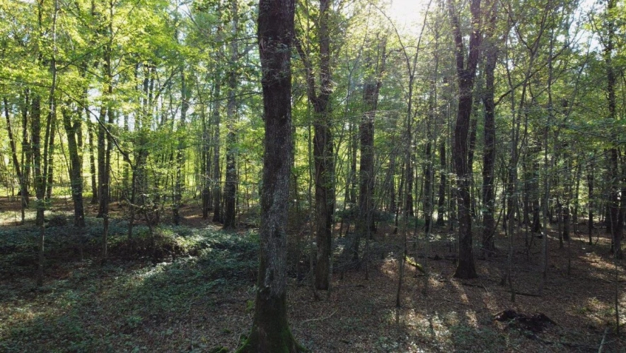 Photos 4 - Forestière - Futaie de chênes sur 14ha
