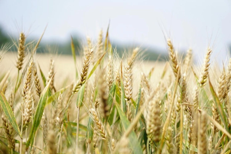 Photos 1 - Foncière - Propriété agricole de 66ha en Champagne Berrichonne - Pour i