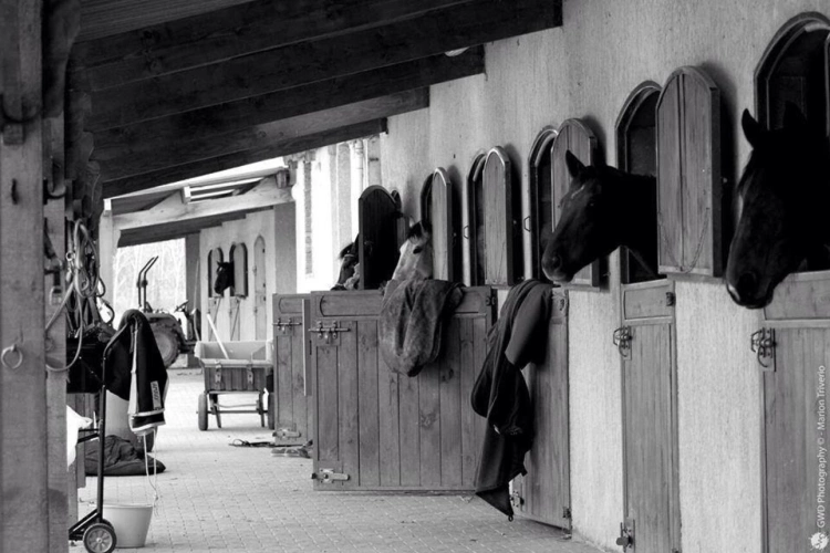 Photos 18 - Équestre - Propriété équestre et locatif 4 hectares