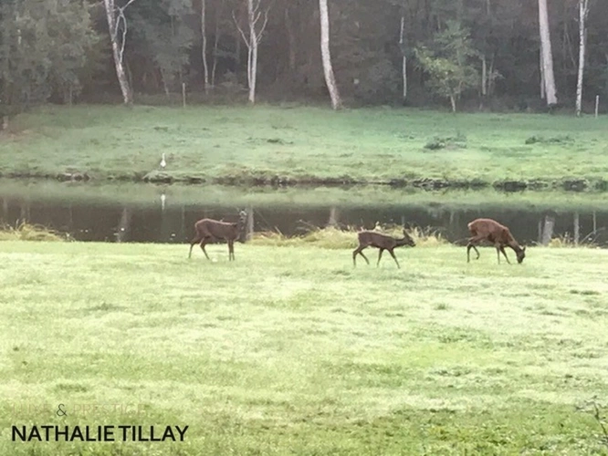 Photos 2 - Forestière - Plateau de Sologne, propriété d'agrément a vendre : Parc de 33 ha, piscine, tennis, biotope Solognot: bois, foret , prairies , étangs , petite chasse et peche. Proche Orleans