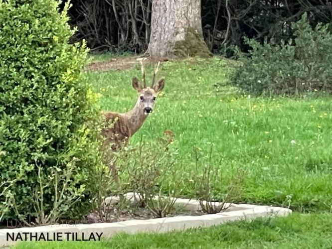 Photos 26 - Forestière - Plateau de Sologne, propriété d'agrément a vendre : Parc de 33 ha, piscine, tennis, biotope Solognot: bois, foret , prairies , étangs , petite chasse et peche. Proche Orleans