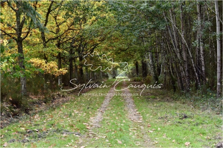 Photos 2 - Forestière - Domaine de Chasse et d'Agrément de 215 hectares en Sologne