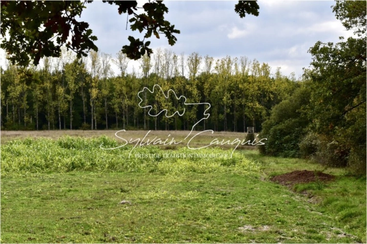 Photos 4 - Forestière - Domaine de Chasse et d'Agrément de 215 hectares en Sologne