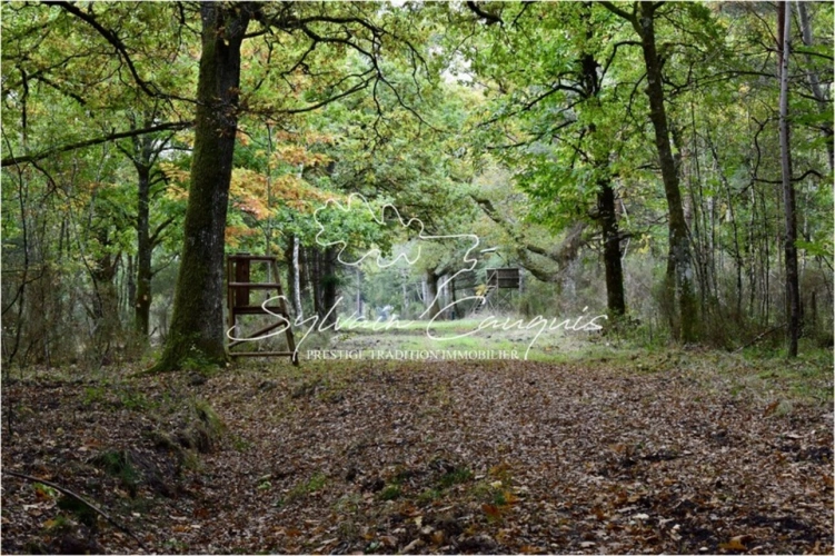 Photos 5 - Forestière - Domaine de Chasse et d'Agrément de 215 hectares en Sologne