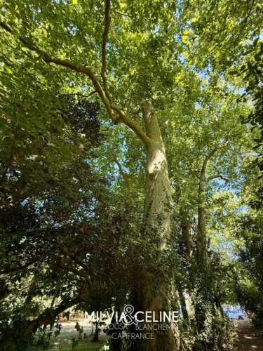 Photos 52 - Touristique - Propriete à vendre 32 pièces proche de CARCASSONNE (11) 2 habitations 522m2+ parc 2,82 hectares + dépendances