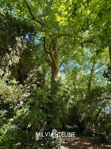Photos 53 - Touristique - Propriete à vendre 32 pièces proche de CARCASSONNE (11) 2 habitations 522m2+ parc 2,82 hectares + dépendances