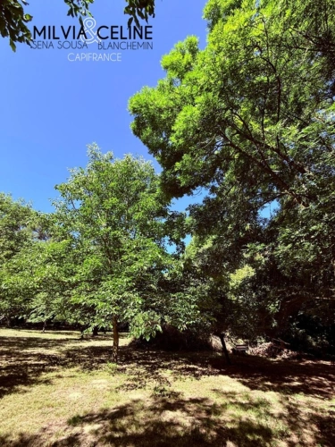 Photos 56 - Touristique - Propriete à vendre 32 pièces proche de CARCASSONNE (11) 2 habitations 522m2+ parc 2,82 hectares + dépendances
