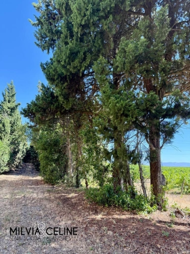 Photos 57 - Touristique - Propriete à vendre 32 pièces proche de CARCASSONNE (11) 2 habitations 522m2+ parc 2,82 hectares + dépendances