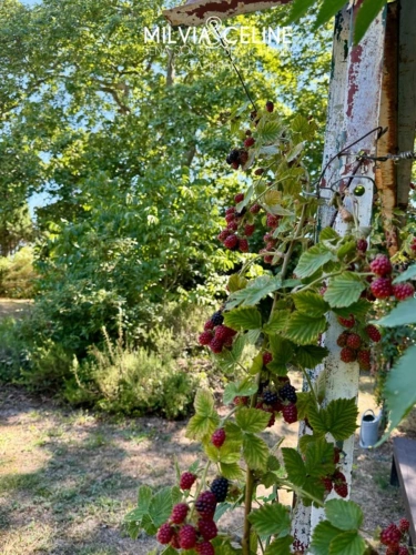 Photos 63 - Touristique - Propriete à vendre 32 pièces proche de CARCASSONNE (11) 2 habitations 522m2+ parc 2,82 hectares + dépendances