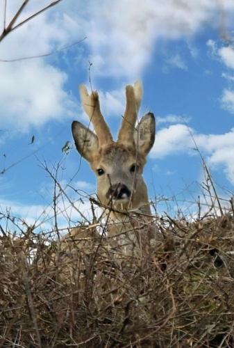 Photos 68 - Tourist - Vosges Department (88), for sale near REMIREMONT - SINGLE-STORY ESTATE ideal GROUP GITE with POND