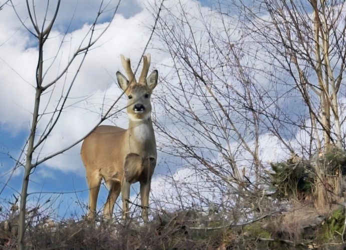 Photos 69 - Tourist - Vosges Department (88), for sale near REMIREMONT - SINGLE-STORY ESTATE ideal GROUP GITE with POND
