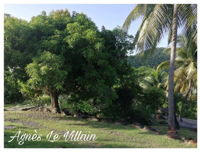 Photos 5 - Tourist - Property to renovate 300 m from Grande Anse Beach