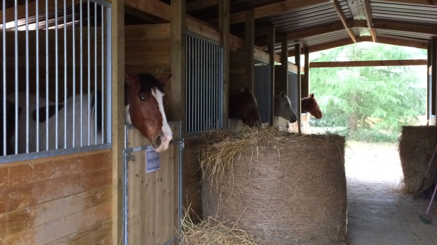 Photos 7 - Équestre - Gers : quand authenticité, nature et singularité se rencontrent…