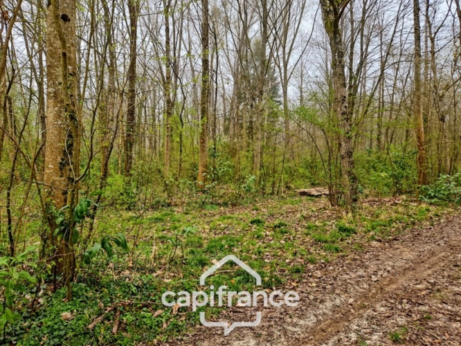 Photos 6 - Forestière - Là où l’eau, la pierre et la forêt se rejoignent, un domaine d’exception s’offre à vous : 9 hectares de nature préservée et de mémoire vivante, à transmettre et à faire revivre