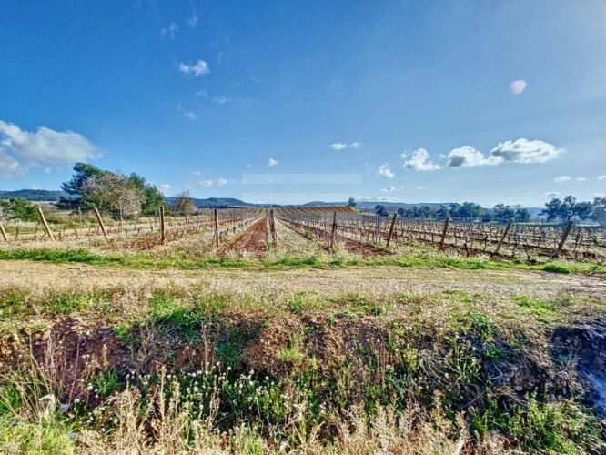 Photos 5 - Viticole - Propriété viticole