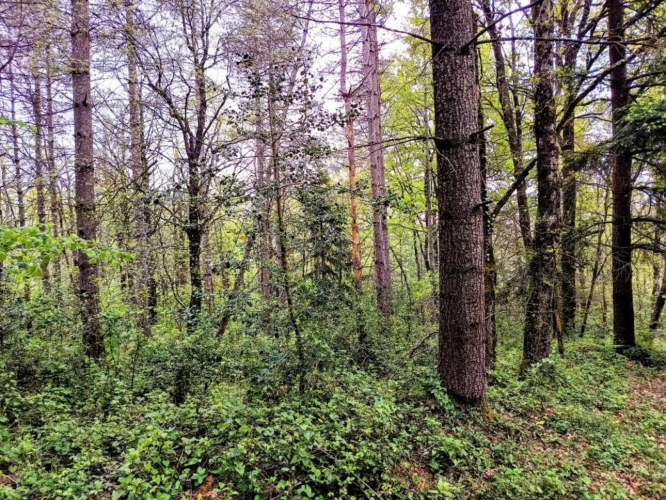 Photos 18 - Prestige - Maison et terrain