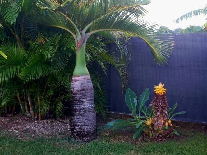 Photos 20 - Prestige - Propriété d'exception à vendre 4 pièces SAINT FRANCOIS (971)