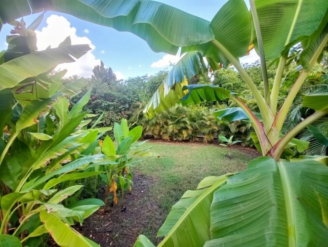 Photos 21 - Prestige - Propriété d'exception à vendre 4 pièces SAINT FRANCOIS (971)