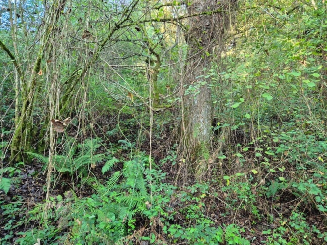 Photos 2 - Forestière - A vendre BOIS 16281 m2  SALIES DE BEARN (64)