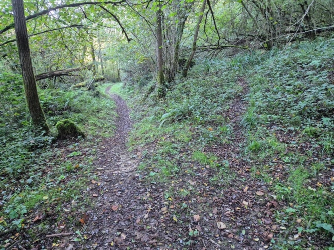 Photos 3 - Forestière - A vendre BOIS 16281 m2  SALIES DE BEARN (64)