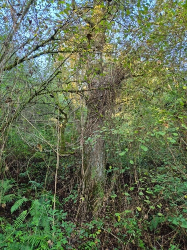 Photos 4 - Forestière - A vendre BOIS 16281 m2  SALIES DE BEARN (64)